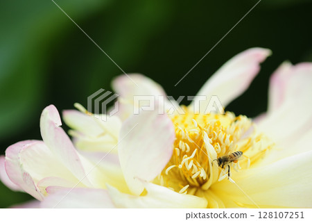 Nearby lotus field 128107251