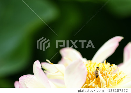 附近的蓮田 128107252