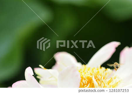 附近的蓮田 128107253