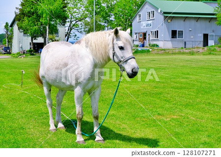 北海道牧場上的白馬 128107271