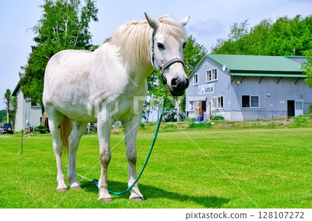 北海道牧場上的白馬 128107272
