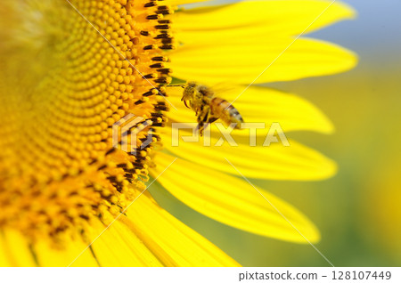 Summer flower Sunflower 128107449