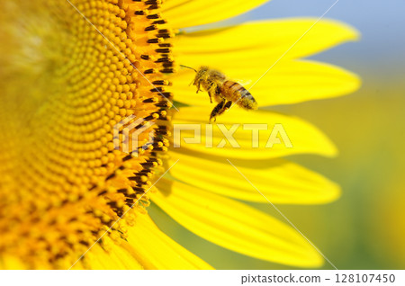 Summer flower Sunflower Summer flower Sunflower 128107450