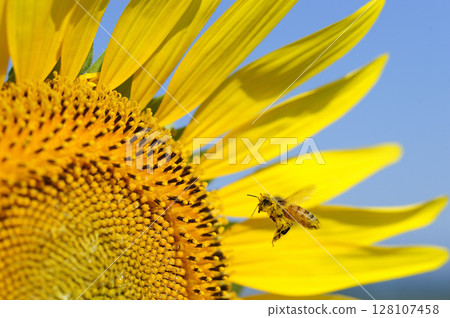 Summer flower Sunflower 128107458