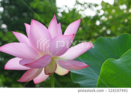 Lotus flower Lotus flower 128107491