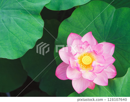 【奈良縣生駒市】一朵蓮花 128107640