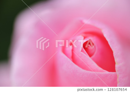 Rose flowers seen in the rose garden 128107654