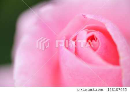 Rose flowers seen in the rose garden 128107655