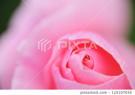 Rose flowers seen in the rose garden Rose flowers seen in the rose garden 128107656