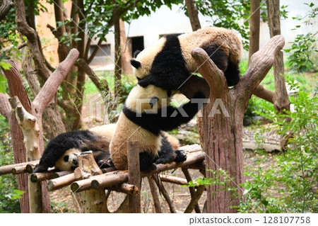 小熊貓在高高的木甲板上玩耍 128107758