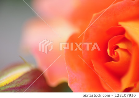 我在附近的玫瑰園裡看到的花 128107930