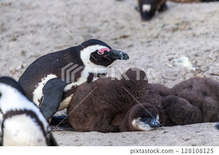 Penguins at Boulder Beach 128108125