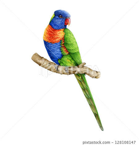 Rainbow lorikeet perched on tree branch watercolor illustration. Trichoglossus moluccanus Australian native wildlife avian. Bright colorful parrot bird of Australia isolated on white background 128108147