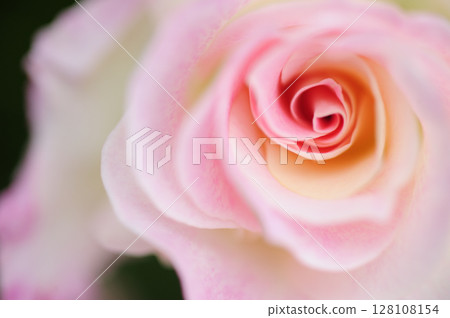 在玫瑰園看到的玫瑰花 在玫瑰園看到的玫瑰花 128108154