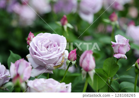 Flowers seen in a nearby rose garden Flowers seen in a nearby rose garden 128108265