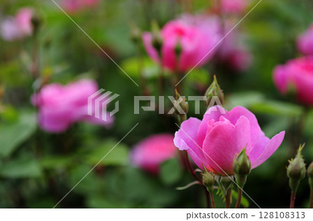 Flowers seen in a nearby rose garden Flowers seen in a nearby rose garden 128108313