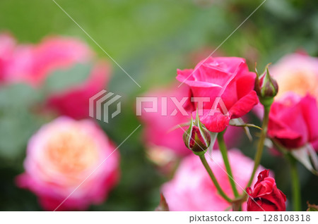 Flowers seen in a nearby rose garden 128108318