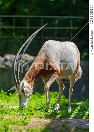 Elegant Scimitar-Horned Oryx Grazing in Lush Greenery, Captivating Wildlife Photography 128108333