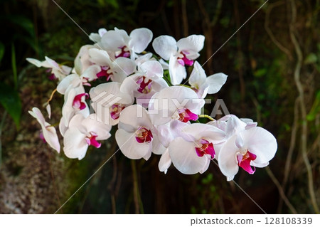Elegant White Orchid Blossoms Displaying Delicate Beauty in a Close-Up View 128108339