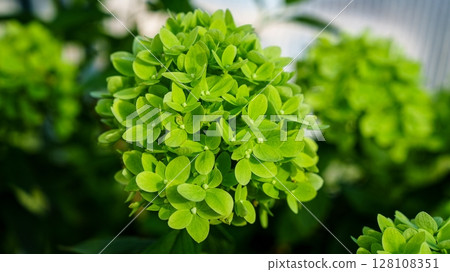 Green Hydrangea Bloom A Vibrant Explosion of Natural Beauty in Full Bloom, Garden Charm Green Hydrangea Bloom A Vibrant Explosion of Natural Beauty in Full Bloom, Garden Charm 128108351