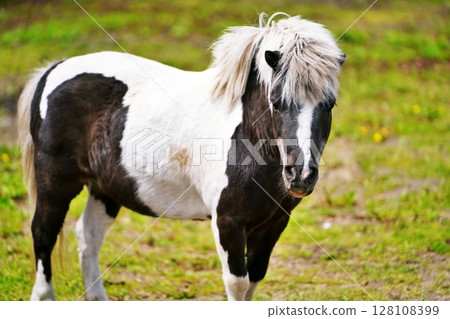 Horses at a tourist ranch in Hokkaido 128108399