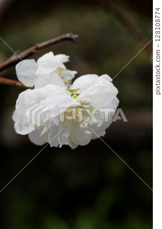 桃花 128108774