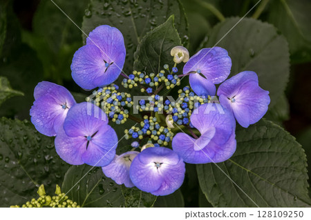 Pale purple hydrangea [Hydrangeaceae, Hydrangea genus] 128109250