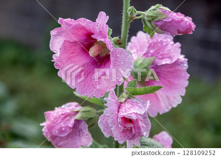 蜀葵的另一個名字是“雨季蜀葵”,意思是它在雨季開花。 蜀葵的另一個名字是“雨季蜀葵”,意思是它在雨季開花。 128109252