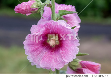蜀葵的另一個名字是“雨季蜀葵”，意思是它在雨季開花。 128109253