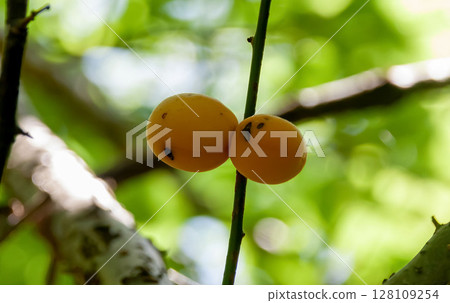 即將掉落的成熟李子[薔薇科、李屬] 128109254