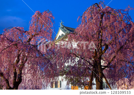 Hirosaki Park, Shimoshirogane-cho, Hirosaki City, Aomori Prefecture - Night view of Hirosaki Castle tower surrounded by illuminated cherry blossoms such as weeping cherry trees Hirosaki Park, Shimoshirogane-cho, Hirosaki City, Aomori Prefecture - Night view of Hirosaki Castle tower surrounded by illuminated cherry blossoms such as weeping cherry trees 128109533