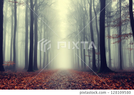 Misty forest path lined with tall trees and fallen autumn leaves creates mysterious atmosphere 128109580