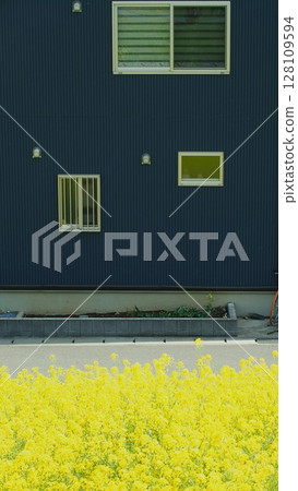 Springtime rape blossoms on the banks of the Edogawa River and black-walled houses Springtime rape blossoms on the banks of the Edogawa River and black-walled houses 128109594