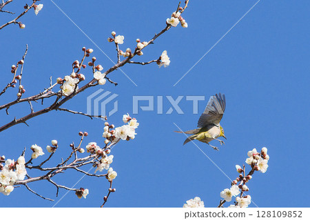 Plum tree and flying Japanese white-eyes 128109852