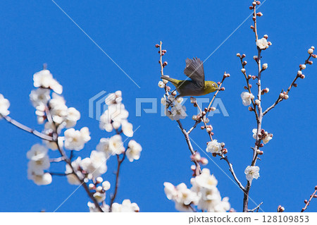 一隻日本繡眼蠅正在尋找梅花蜜 128109853