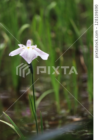 White irises 128109890