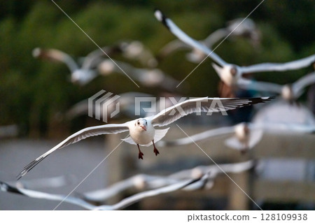 Many seagulls fleeing from the cold weather in Siberia come to Bang Pu, Samut Prakan Province, Thailand, from December to the end of March every year. 128109938