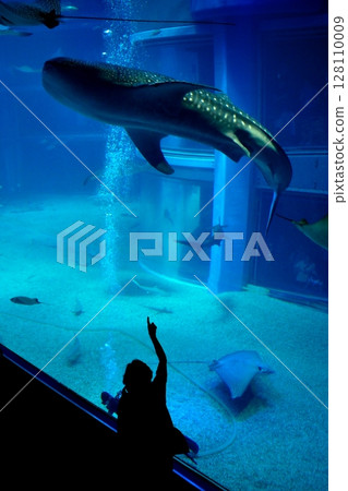A whale shark and a child swimming in an aquarium tank A whale shark and a child swimming in an aquarium tank 128110009