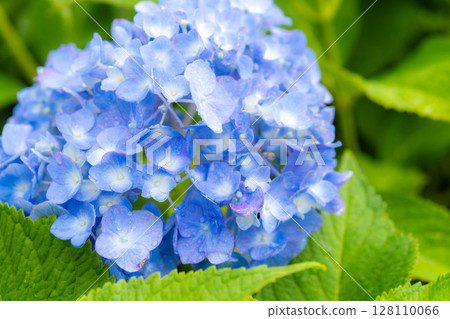 [Rainy season material] Hydrangea flowers and raindrops, macro photography [Nagano Prefecture] 128110066