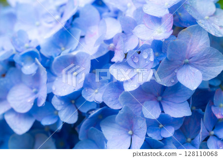 [Rainy season material] Hydrangea flowers and raindrops, macro photography [Nagano Prefecture] 128110068