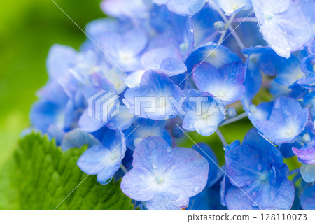 [梅雨素材]繡球花與雨滴，微距攝影[長野縣] 128110073