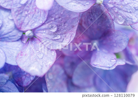 [梅雨素材]繡球花與雨滴，微距攝影[長野縣] 128110079