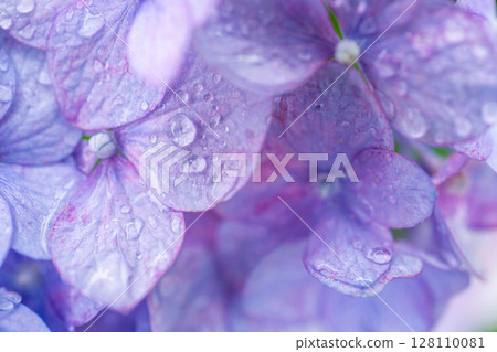[Rainy season material] Hydrangea flowers and raindrops, macro photography [Nagano Prefecture] 128110081