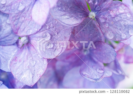 [梅雨素材]繡球花與雨滴，微距攝影[長野縣] 128110082