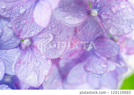 [梅雨素材]繡球花與雨滴，微距攝影[長野縣] 128110083