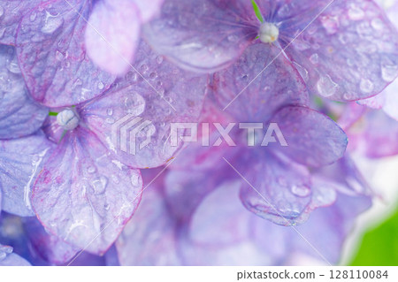 [梅雨素材]繡球花與雨滴，微距攝影[長野縣] 128110084