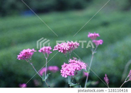 花和茶園 128110416