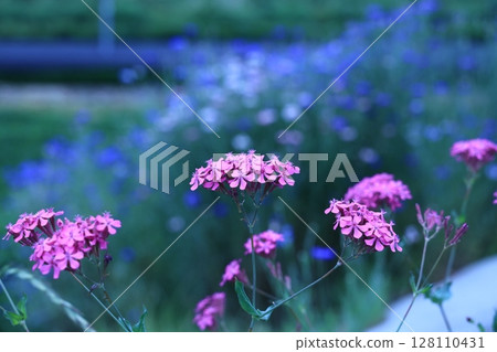 花和茶園 128110431