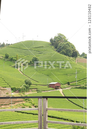 茶園 128110482
