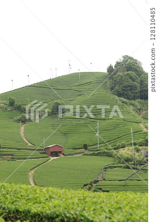 Tea plantation Tea plantation 128110485